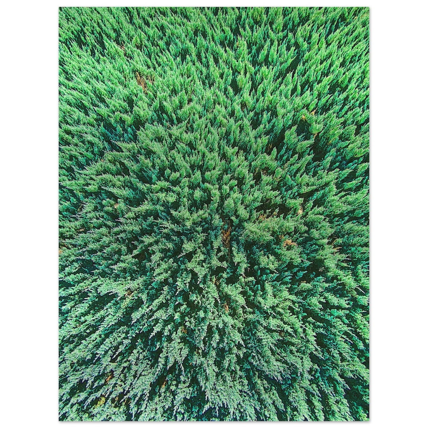 Evergreen Brushed Aluminum Print