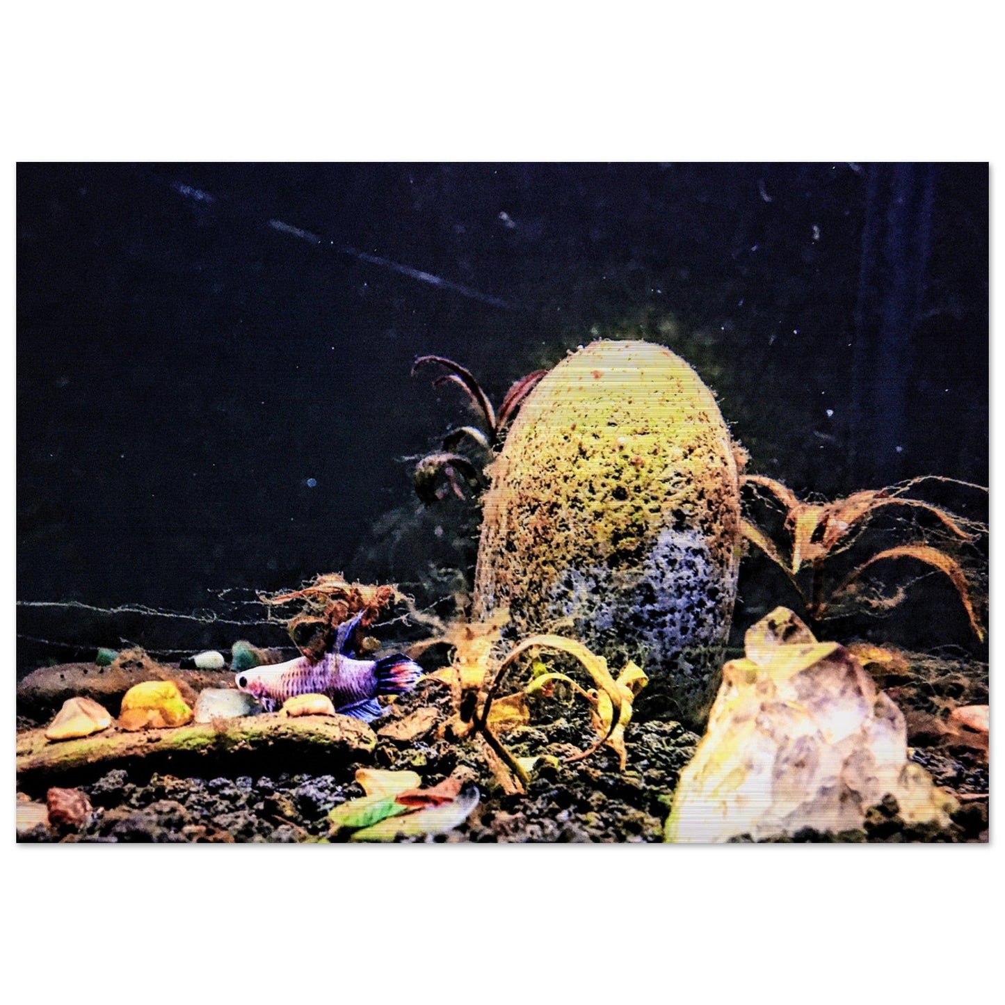 Violet Queen Veiltail Betta Piu Piu Chan Brushed Aluminum Print