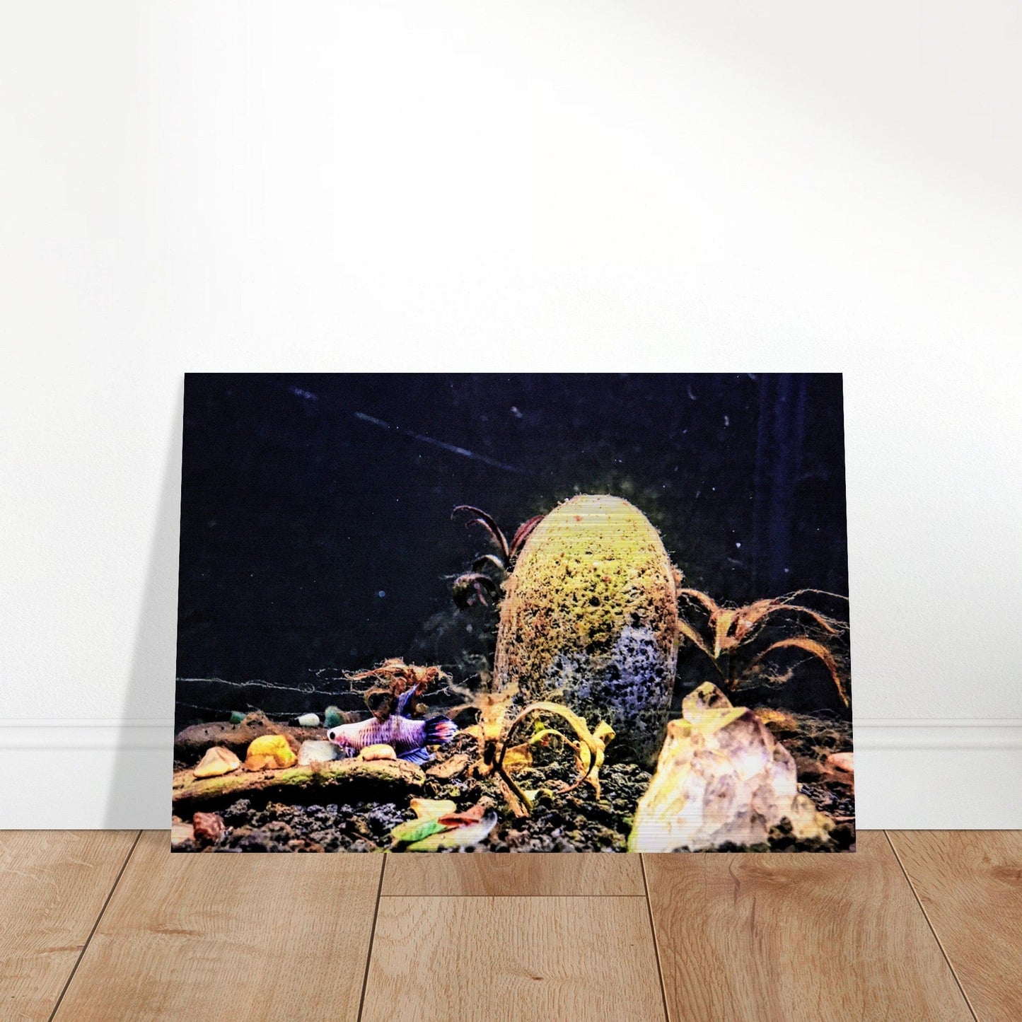Violet Queen Veiltail Betta Piu Piu Chan Brushed Aluminum Print