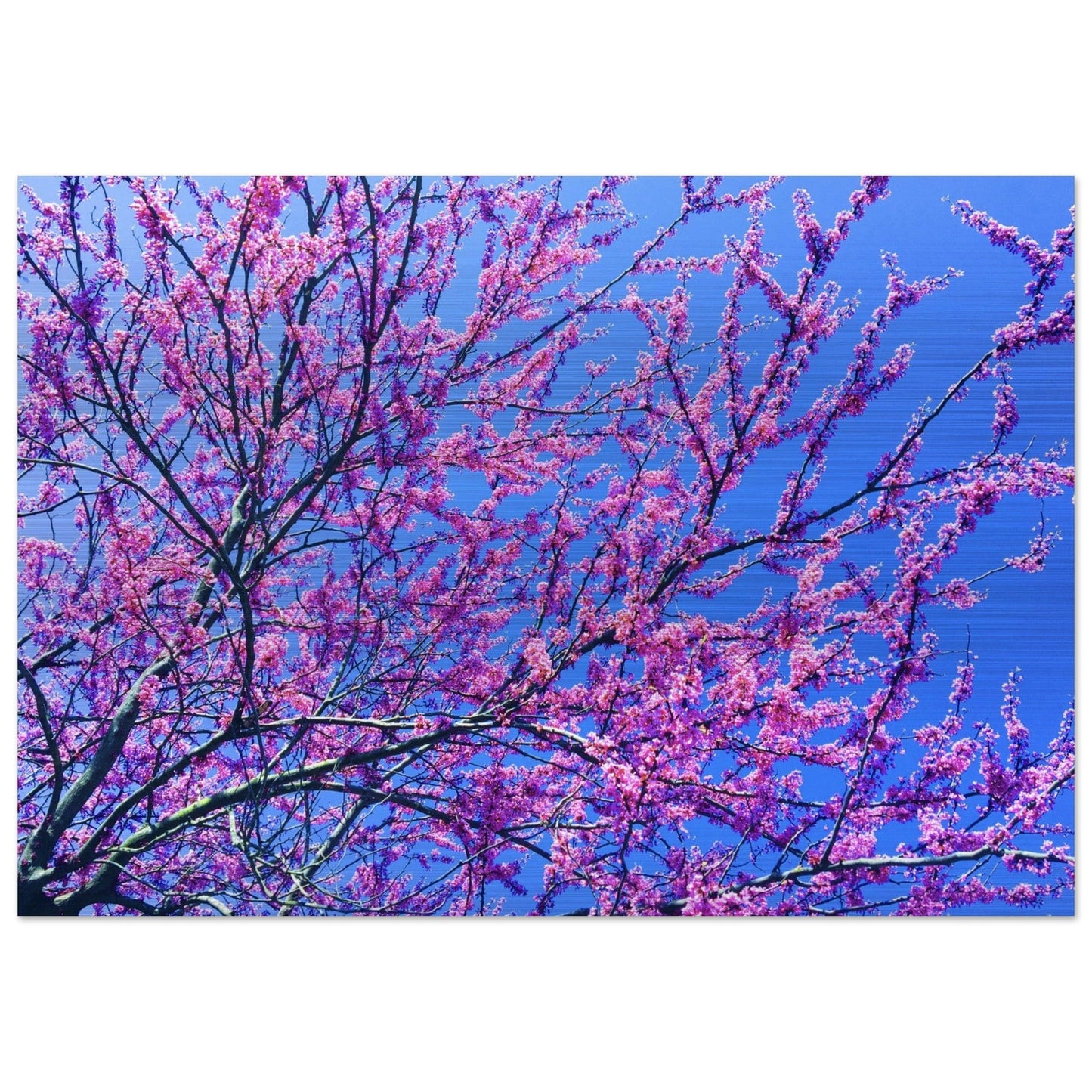 Sakura Trees Brushed Aluminum Print