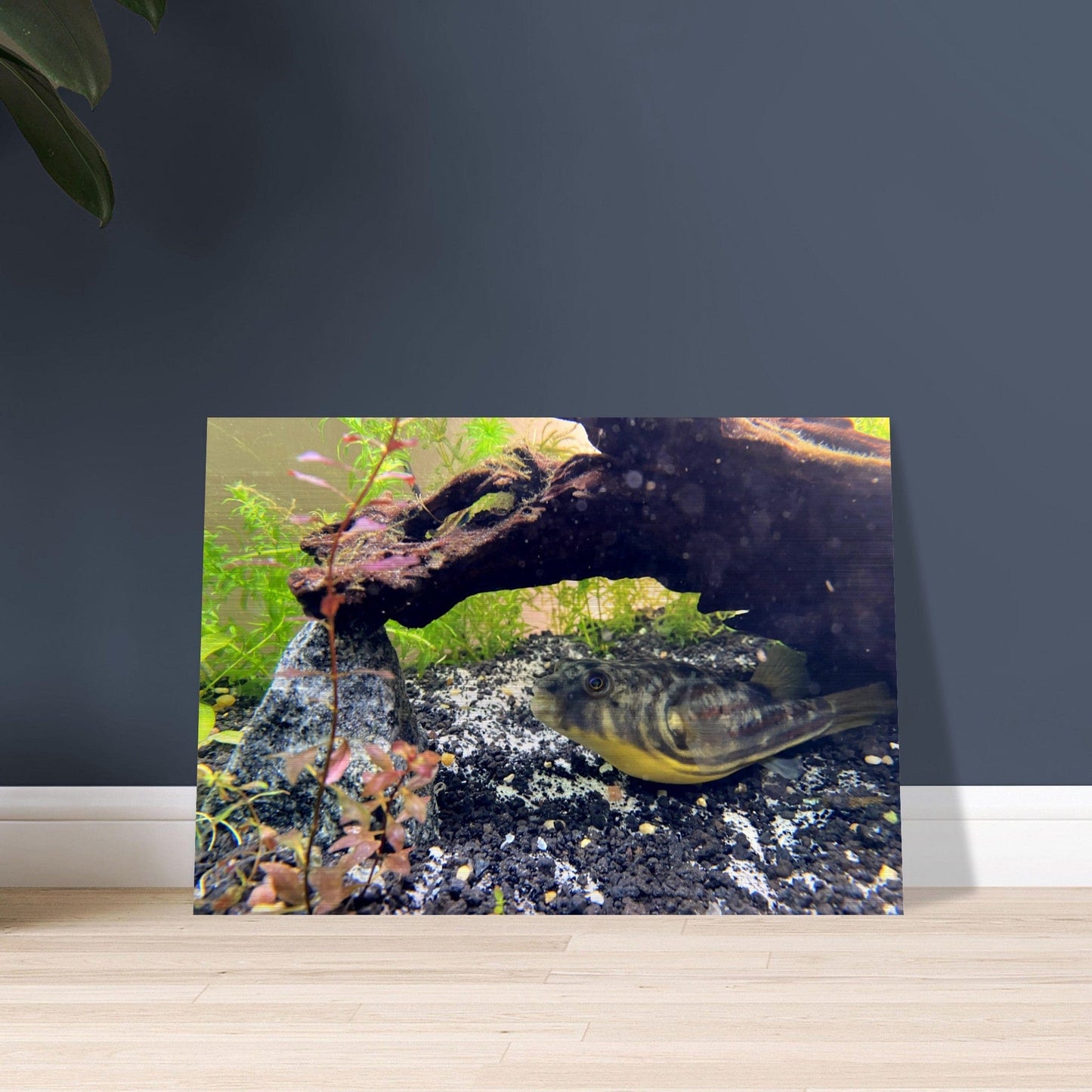 Fugukun Brushed Aluminum Print
