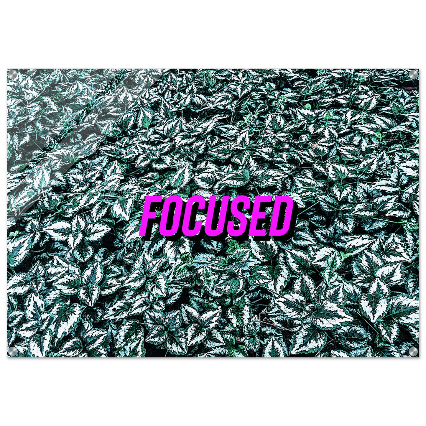 FOCUSED Acrylic Print