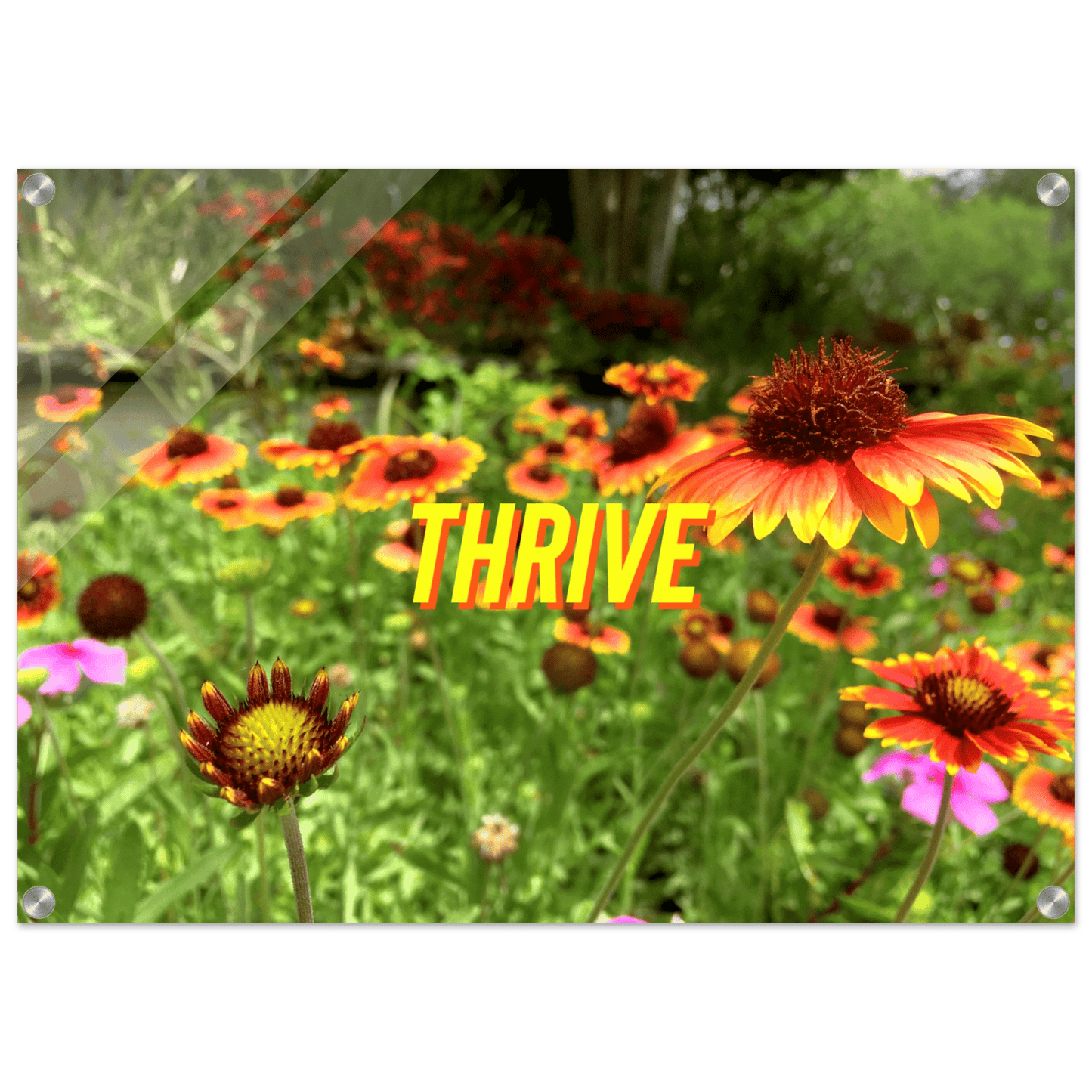 THRIVE Acrylic Print