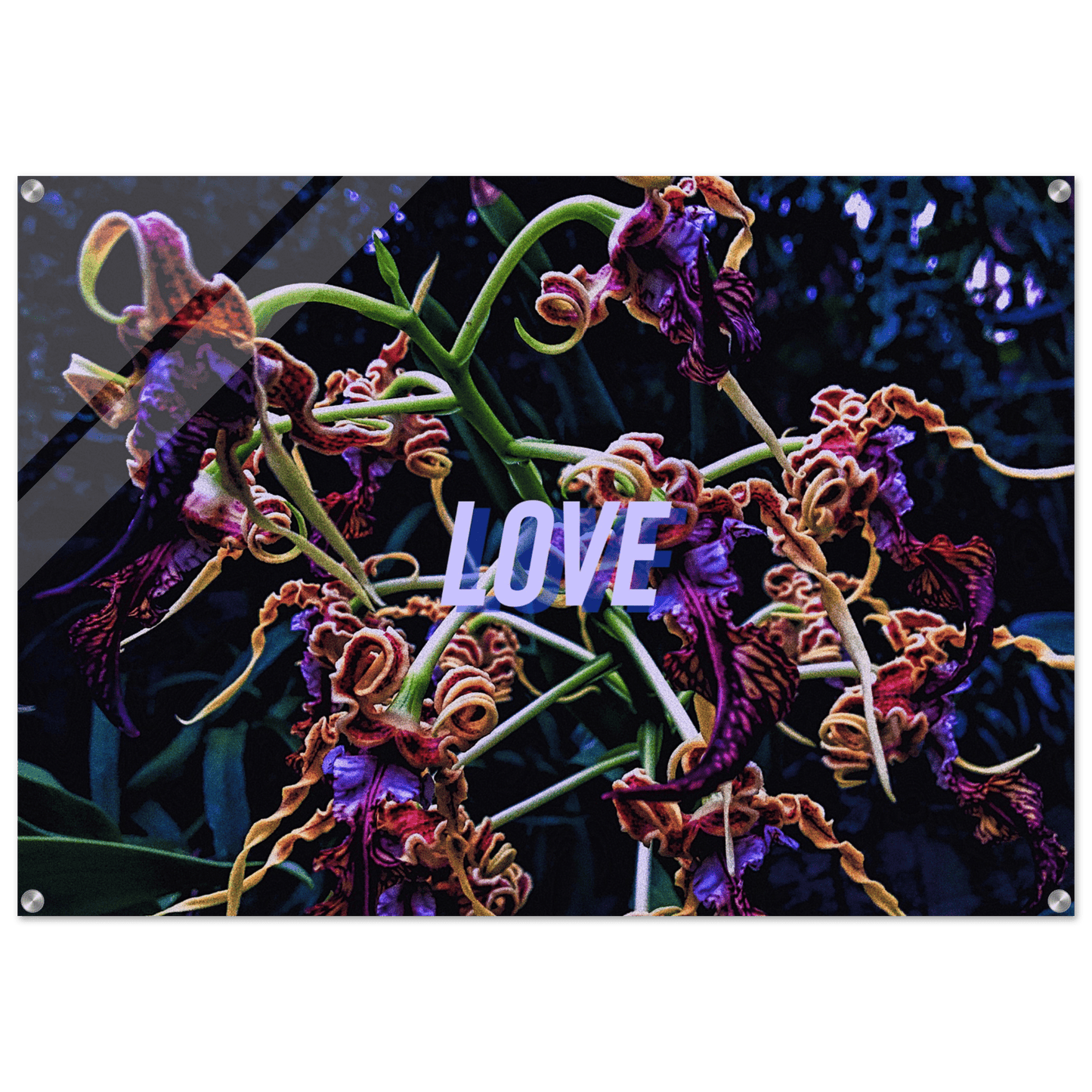LOVE Acrylic Print