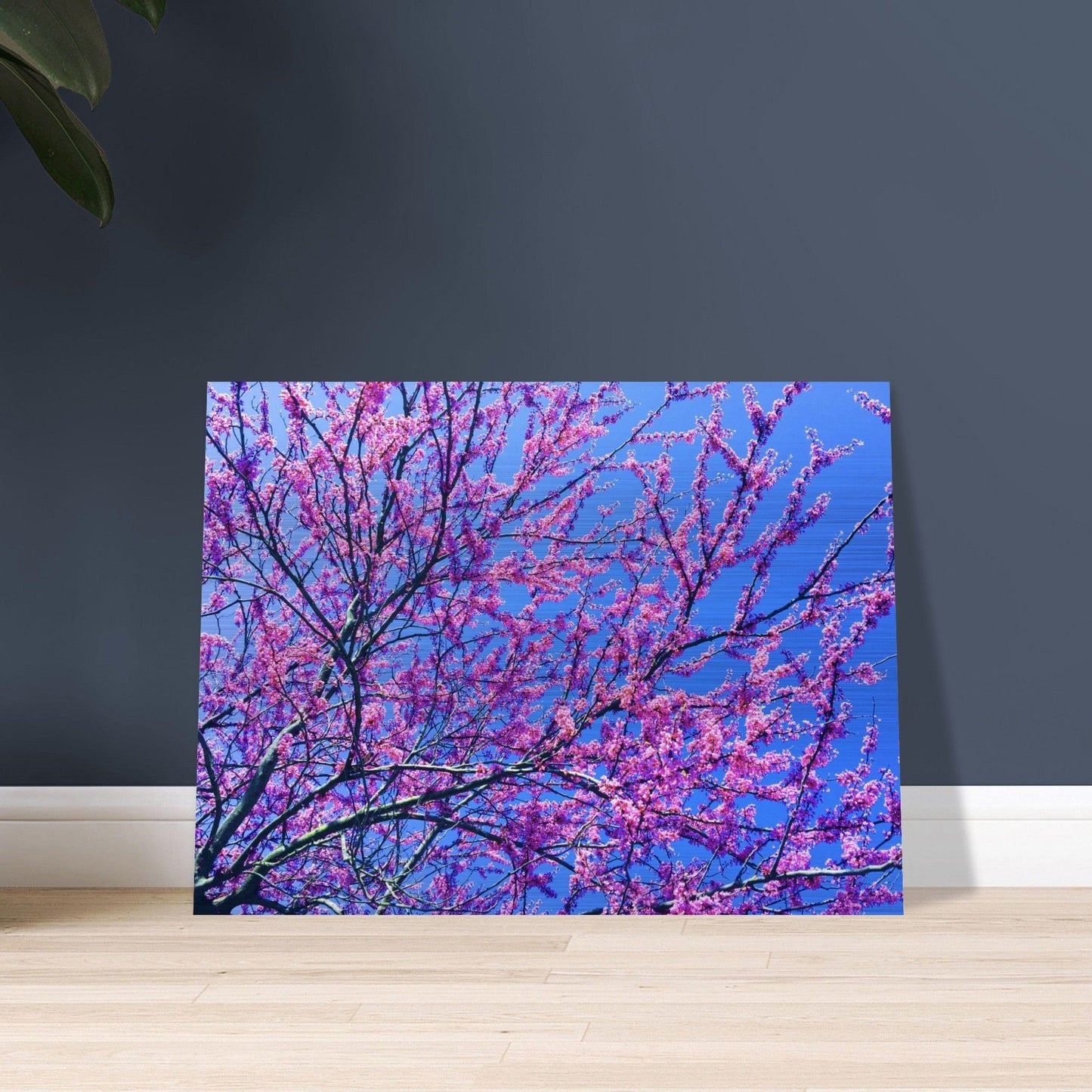Sakura Trees Brushed Aluminum Print