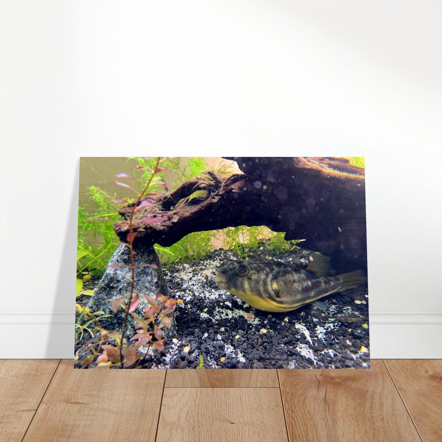 Fugukun Brushed Aluminum Print