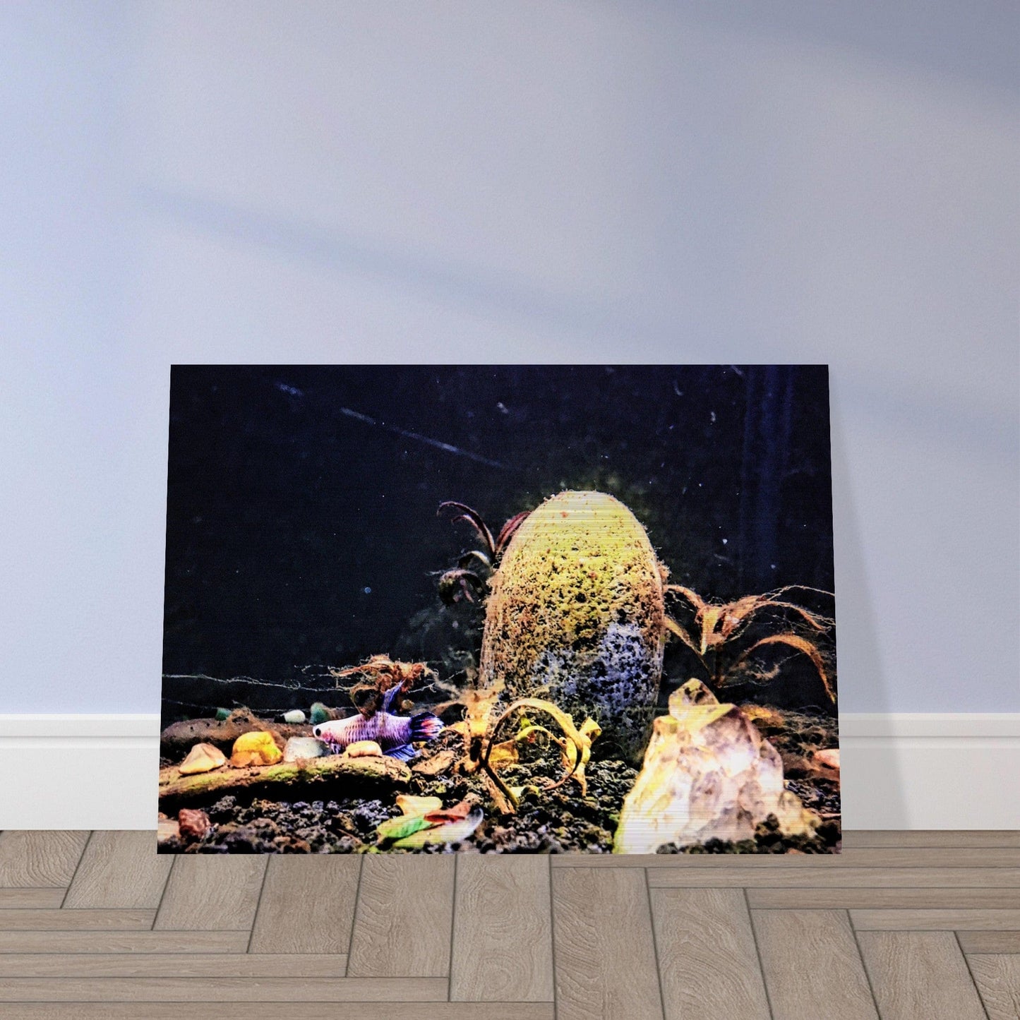 Violet Queen Veiltail Betta Piu Piu Chan Brushed Aluminum Print
