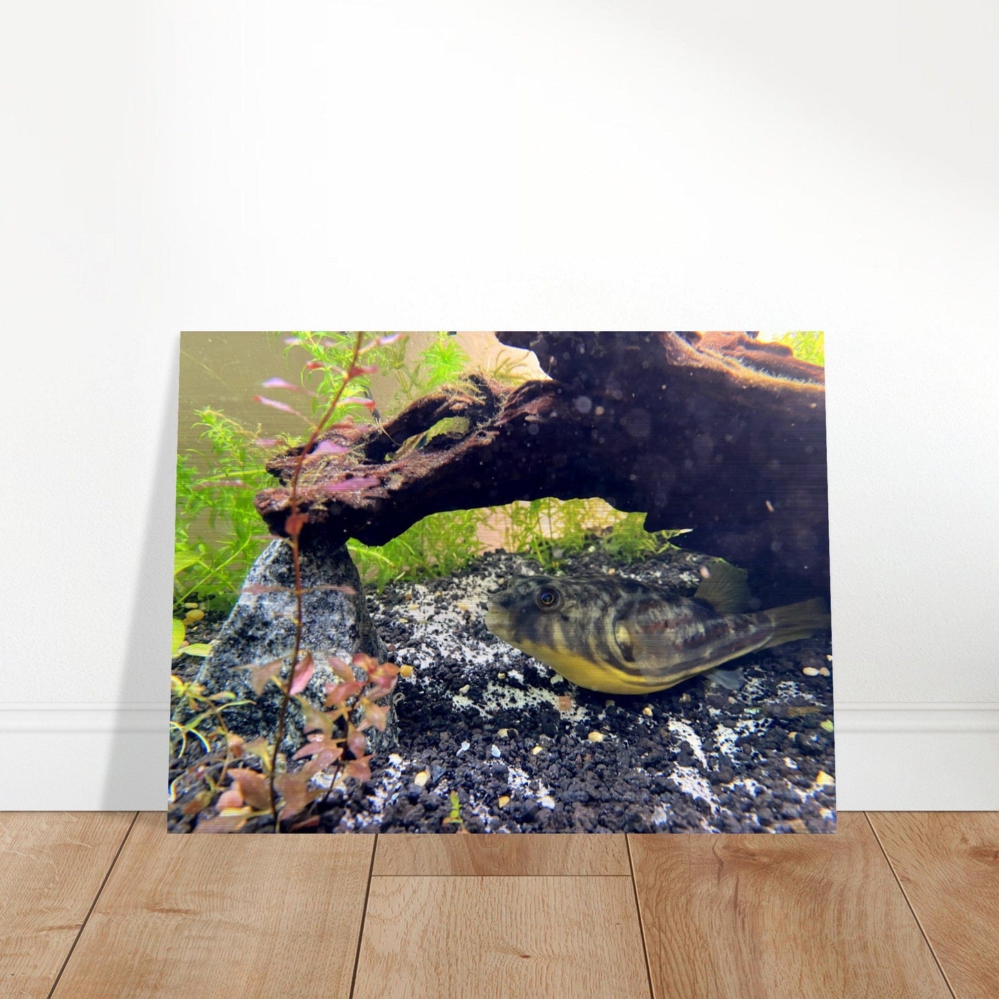 Fugukun Brushed Aluminum Print