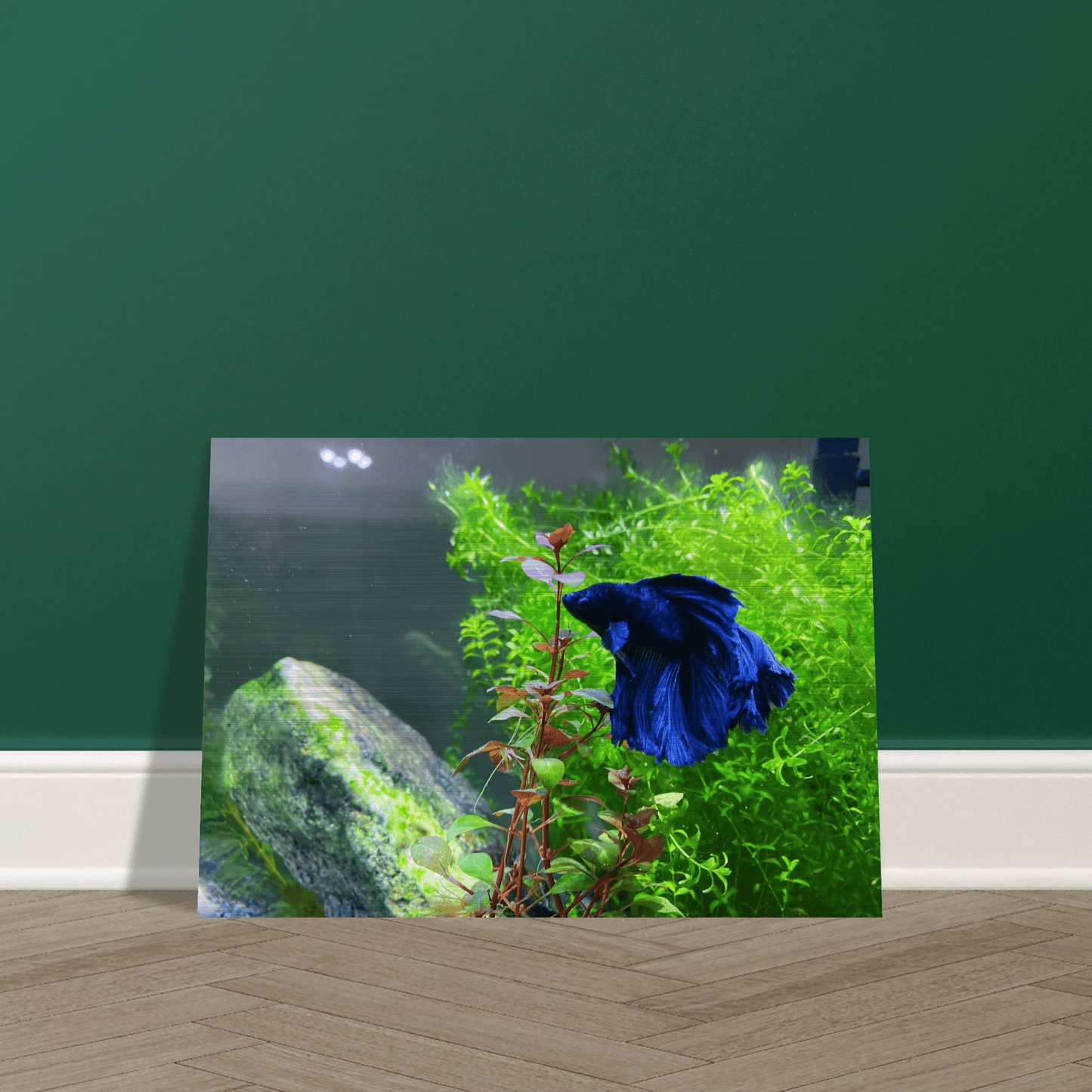 Bettakun Brushed Aluminum Print