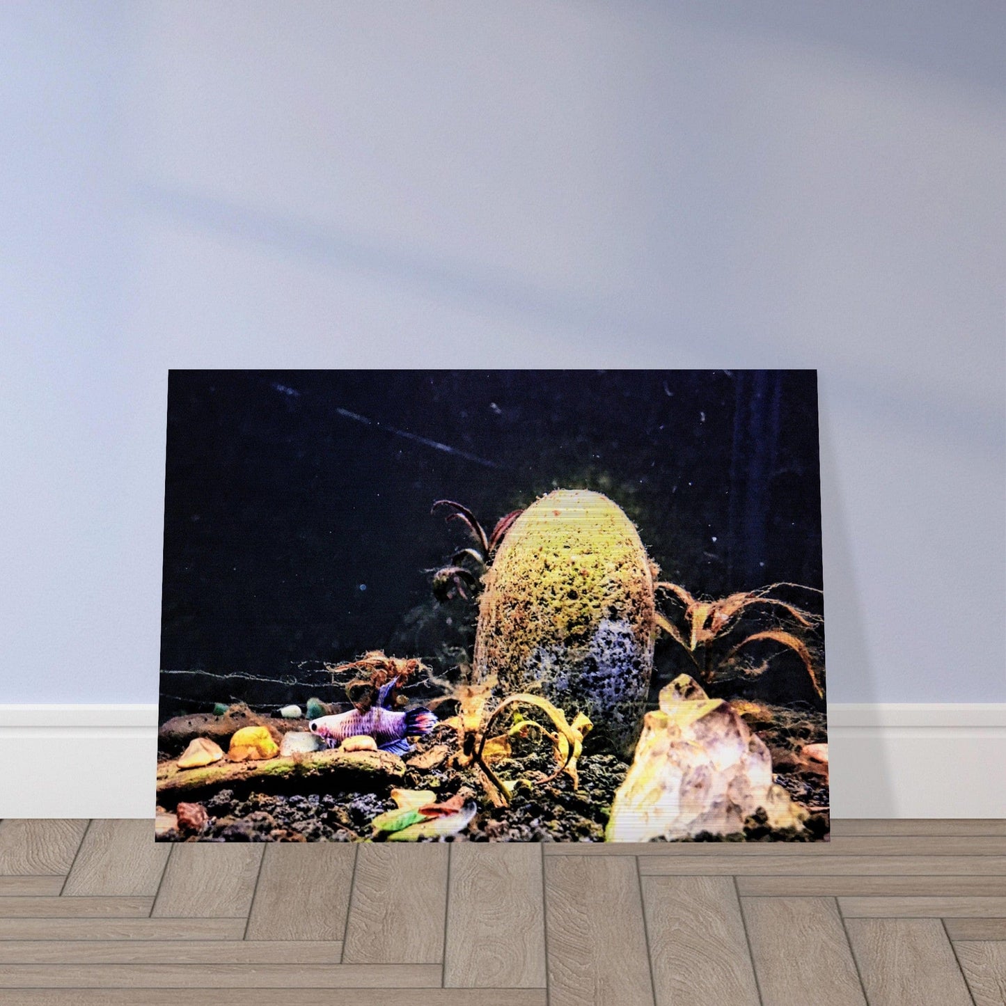 Violet Queen Veiltail Betta Piu Piu Chan Brushed Aluminum Print