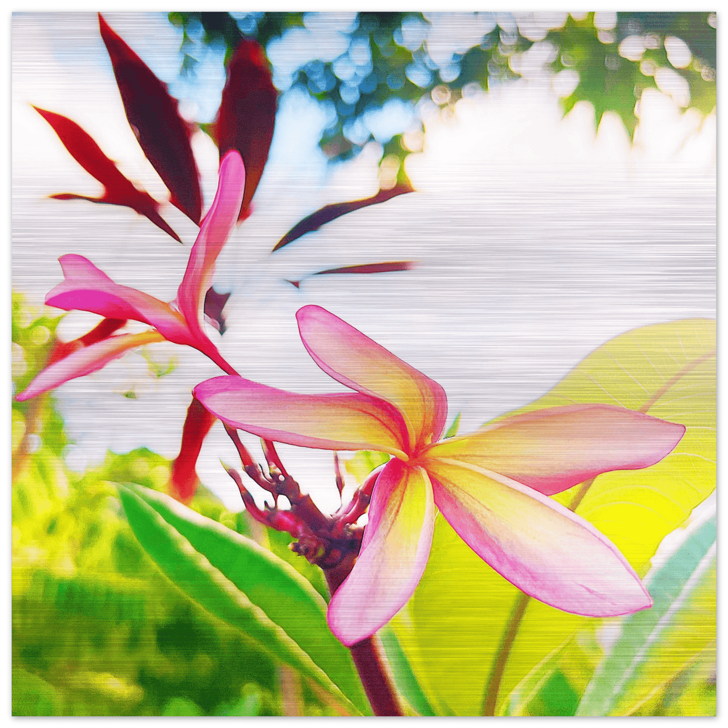 Plumerion Brushed Aluminum Print