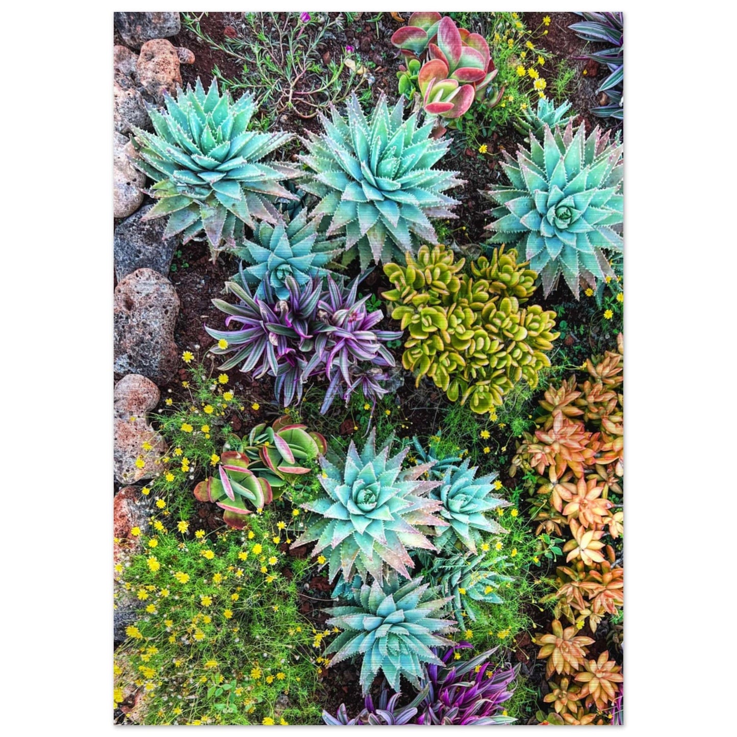 Cactus Mat Brushed Aluminum Print