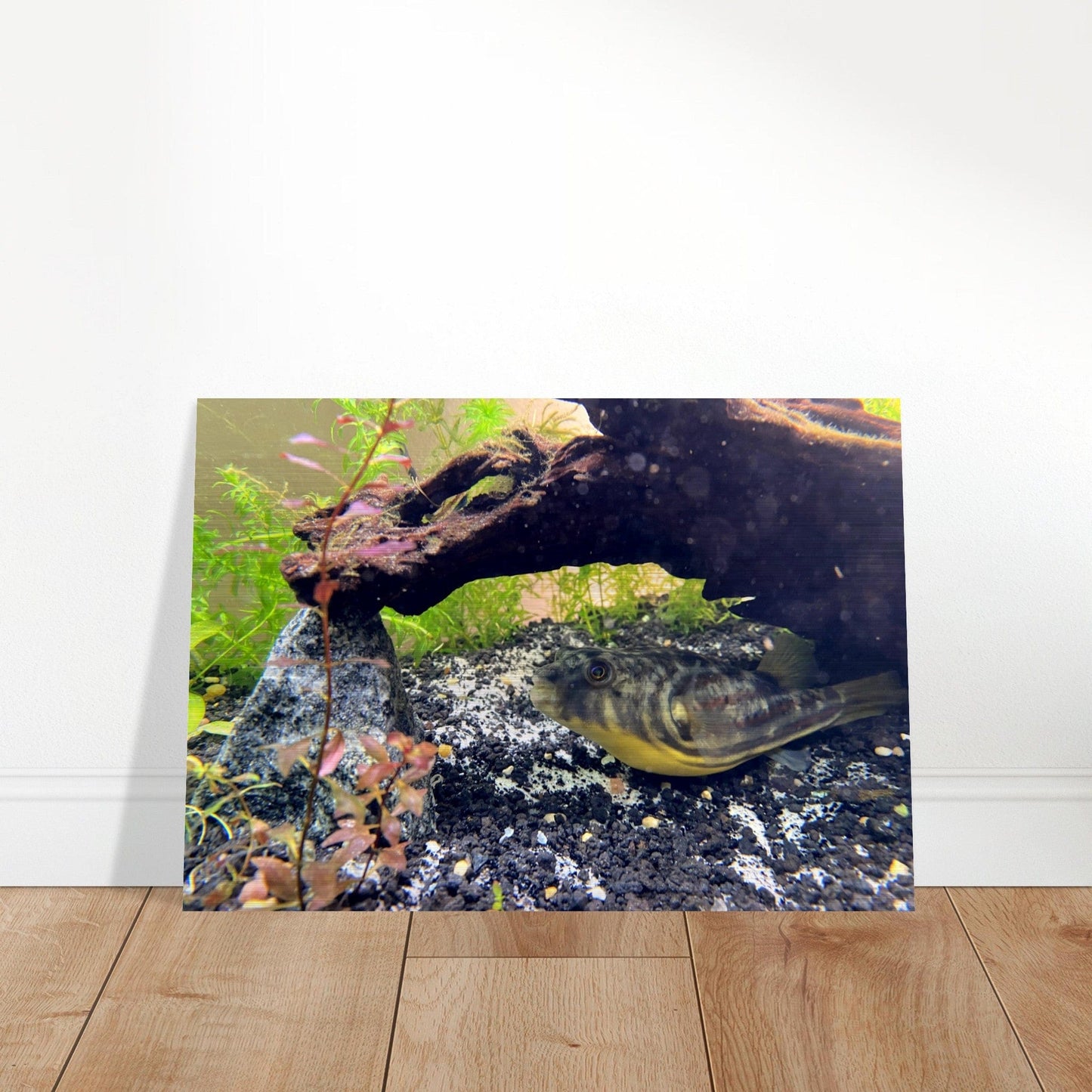 Fugukun Brushed Aluminum Print