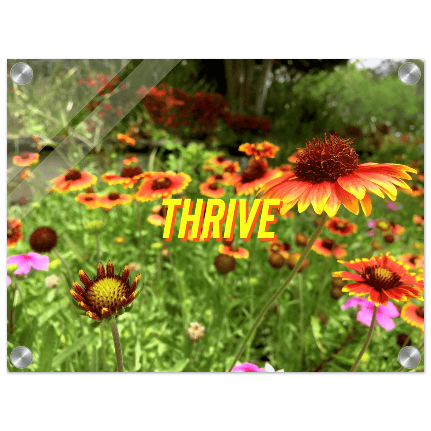 THRIVE Acrylic Print