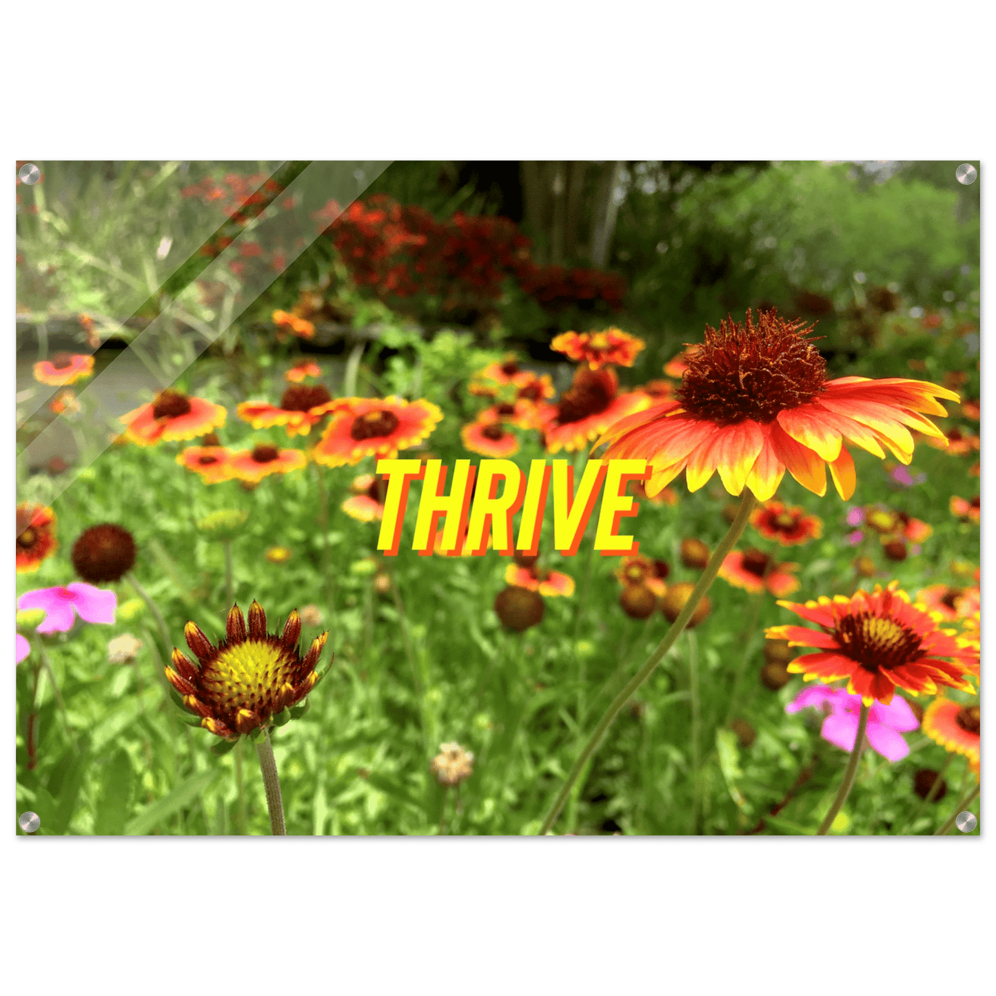 THRIVE Acrylic Print