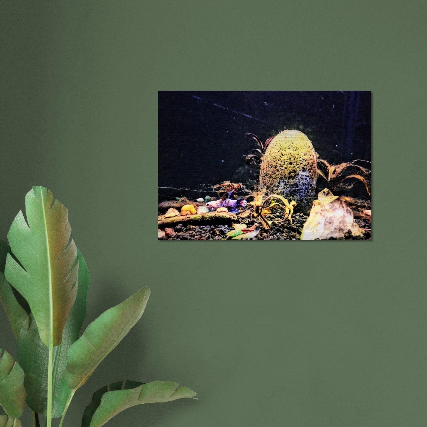 Violet Queen Veiltail Betta Piu Piu Chan Brushed Aluminum Print