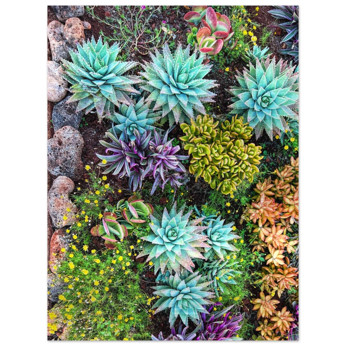 Cactus Mat Brushed Aluminum Print
