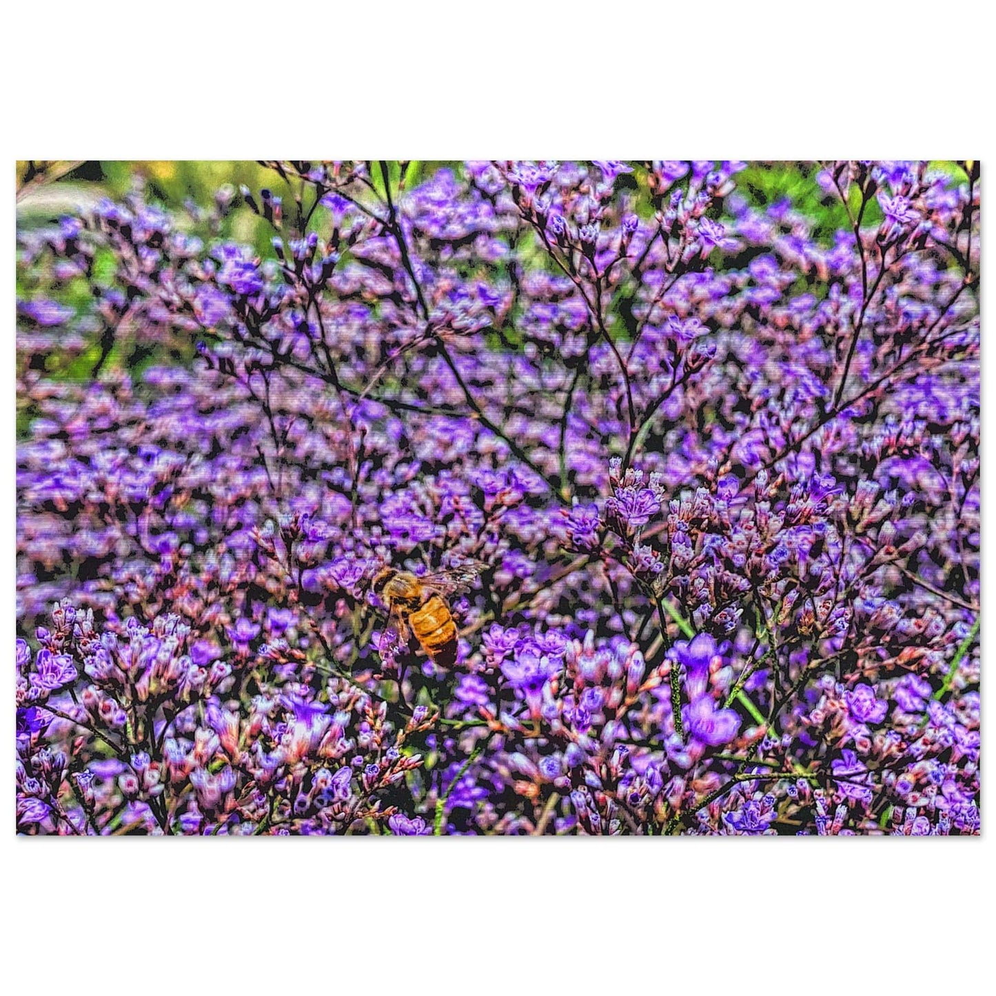 Flight of the Bumblebee Brushed Aluminum Print