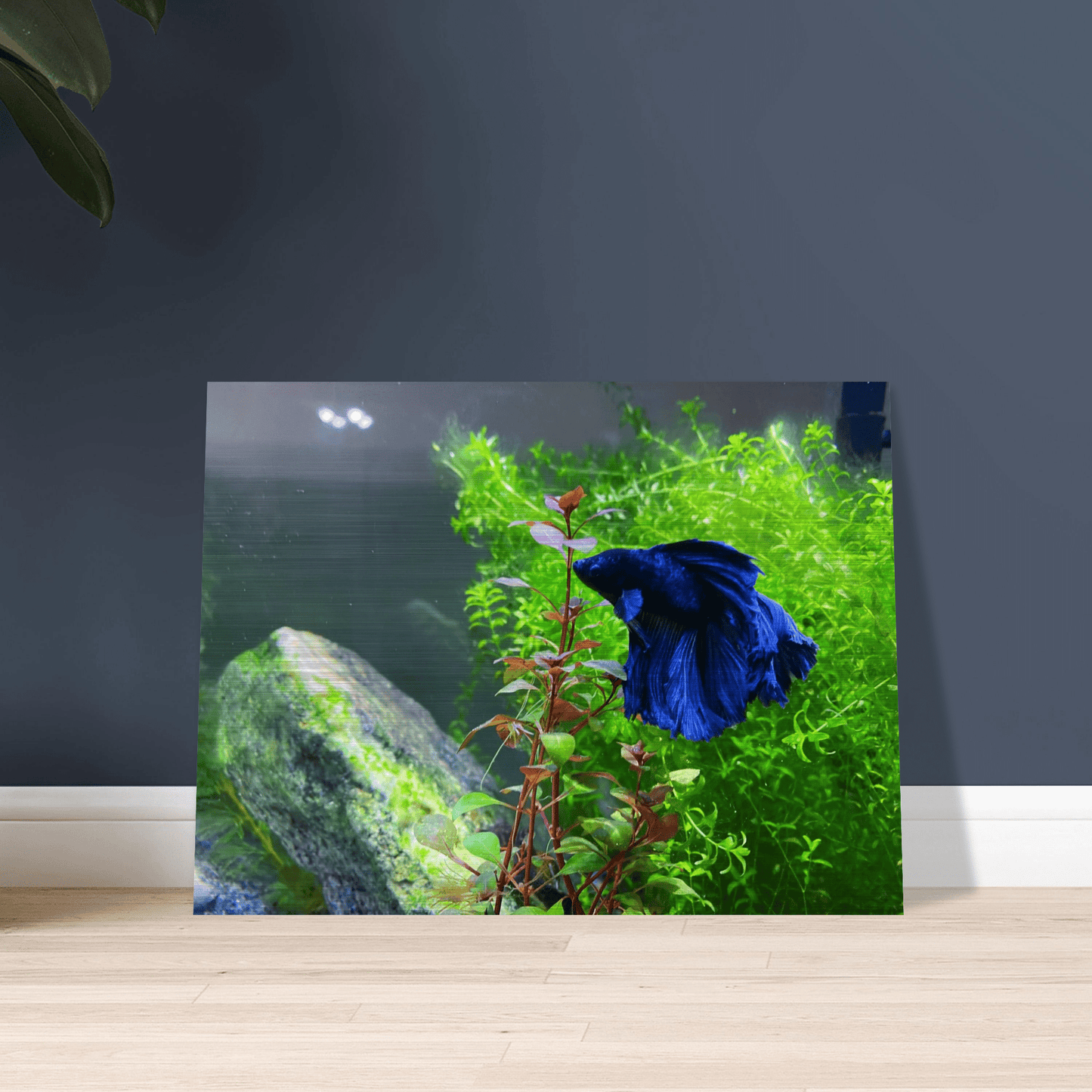 Bettakun Brushed Aluminum Print