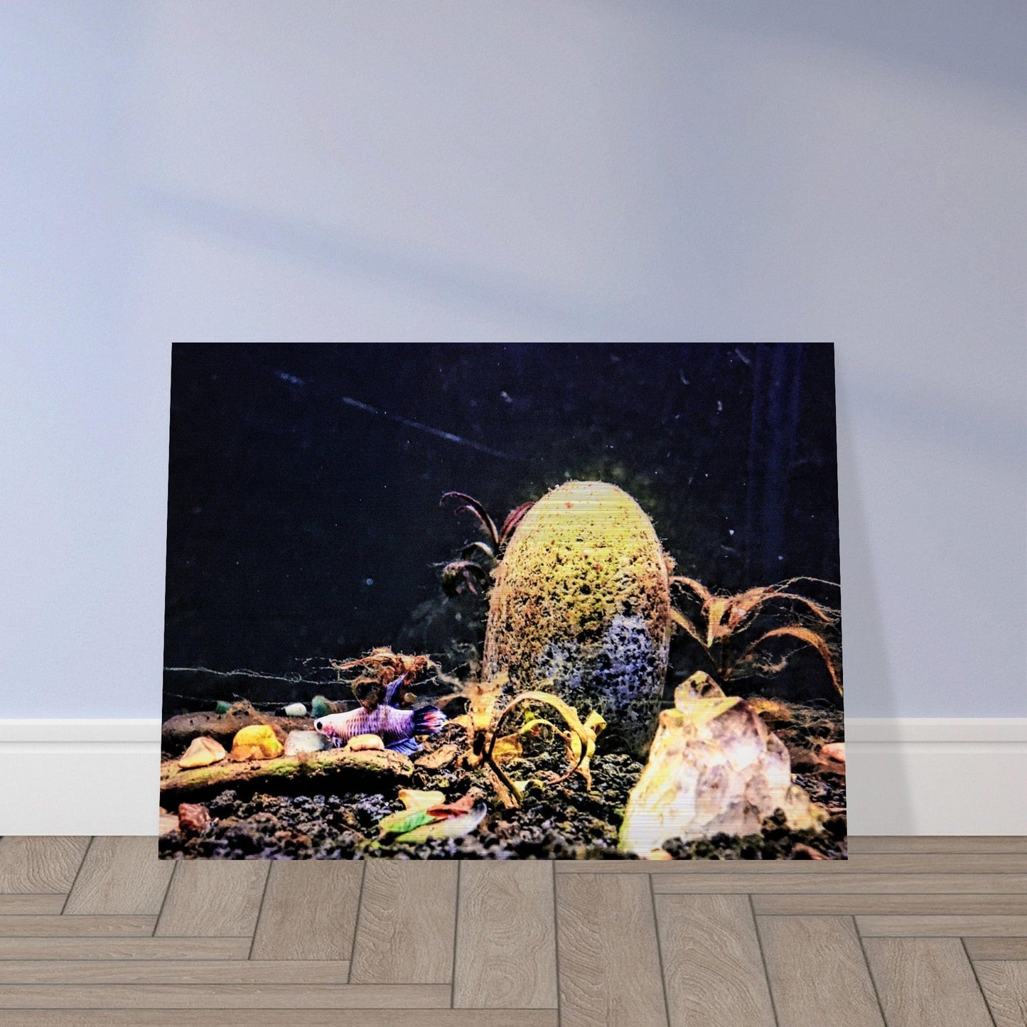 Violet Queen Veiltail Betta Piu Piu Chan Brushed Aluminum Print