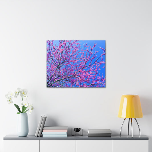 Sakura Blossoms - Canvas